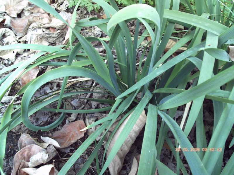 Chamaeiris foetidissima (=Iris foeditissima) / Giaggiolo puzzolente